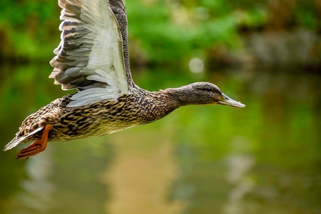 Mesterens metode: Sådan tænker en krydsordsløser